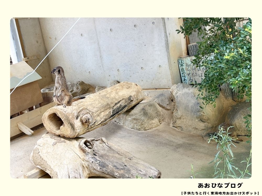 ミーアキャット