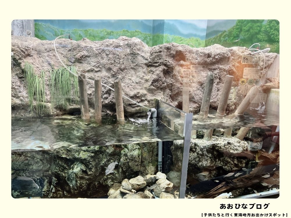 ウォットの渓流水槽と川の魚