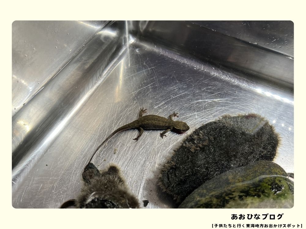 ウォット開放実験室のイモリ観察展示