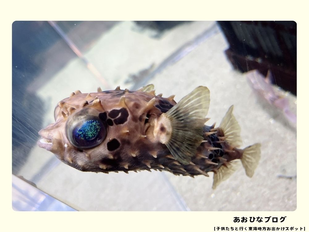 ウォットの水槽を泳ぐフグ