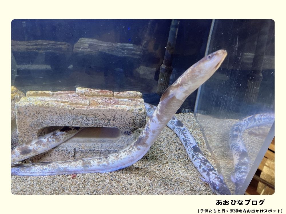 ウォットで展示される浜名湖のうなぎ