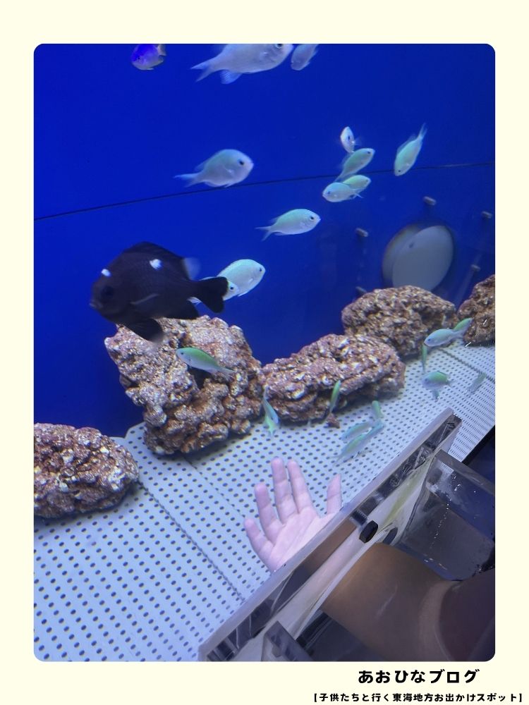 ウォットのふれあい水槽で生きものにさわる