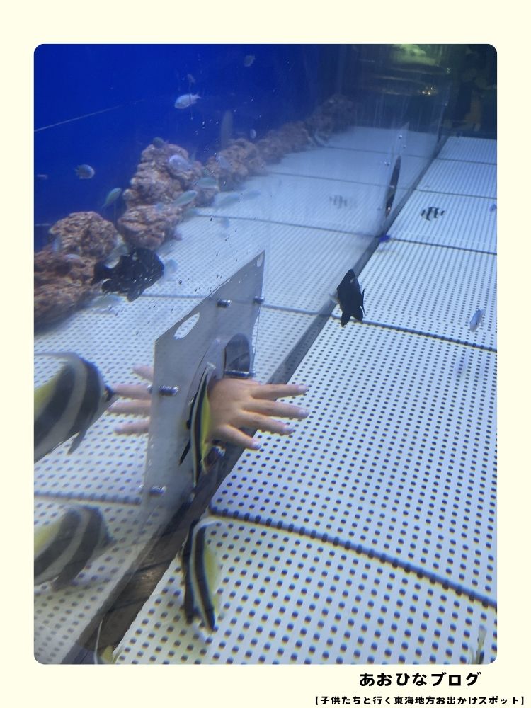 ウォットのふれあい水槽で生きものにさわる