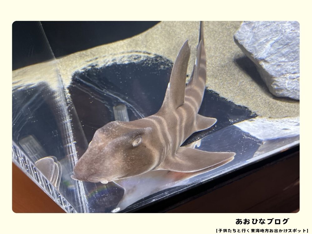 ウォットのネコザメ