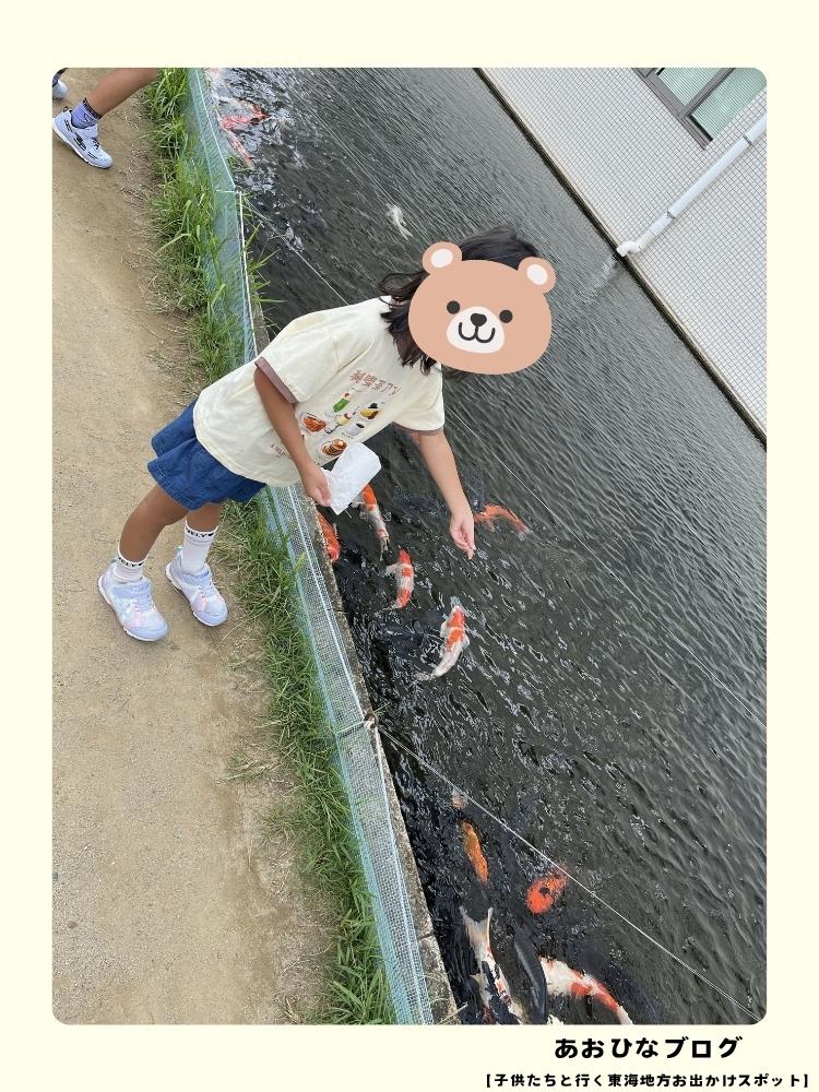 ウォット屋外のコイのエサやり体験